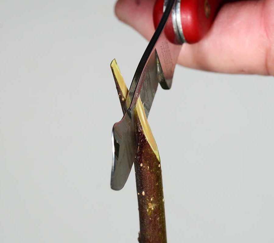 The cut should be smooth and free of any jagged edges.