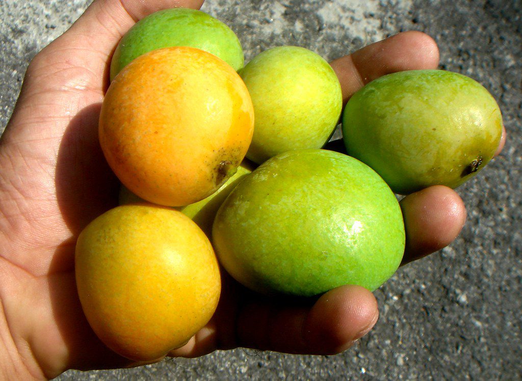 Should I Let the Fruit Grow on the Graft