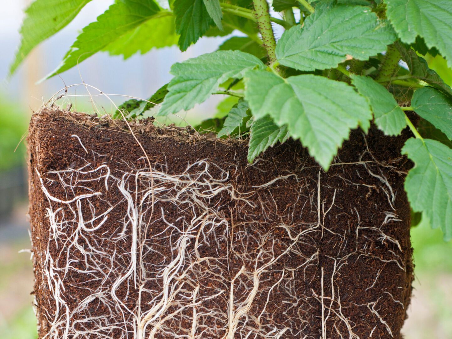 ROOTING IN TEN EASY STEPS | Improved Cultivars | Grafting Tree