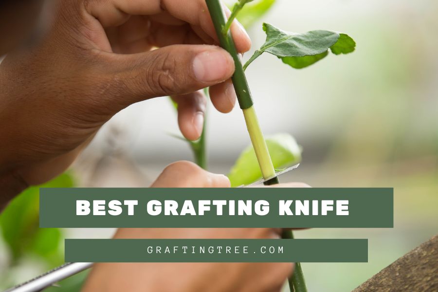Best Grafting Knife